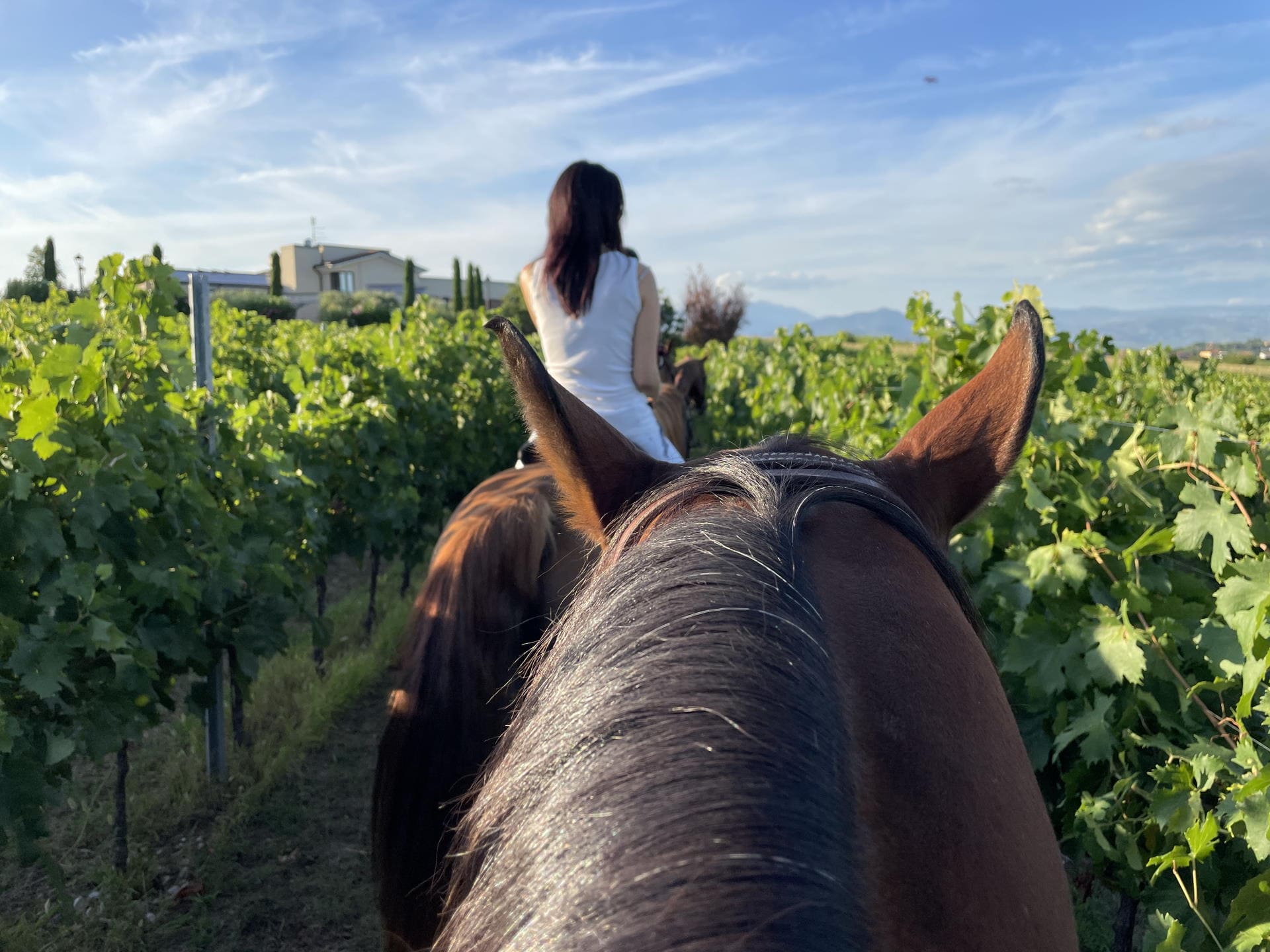 Participate in a vineyard horseback tour: Exploring vineyards on horseback.